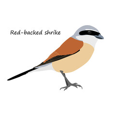 Red-backed shrike isolated on white background. Vector illustration