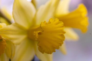 Fototapeta premium Close up macro of a bouquet of Daffodils