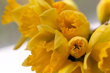 Close up macro of a bouquet of Daffodils