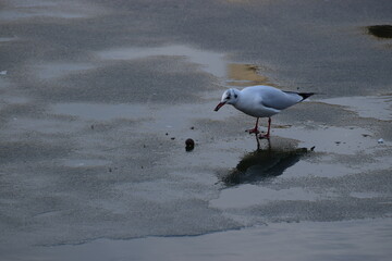 Water birds feeding on half frozen water