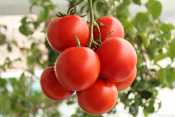 Tomatoes cluster natural, ripe summer vegetables growth