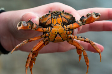 Gemeine Strandkrabbe, Carcinus maenas, in Kinderhand