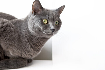 Beautiful domestic gray or blue British short hair cat with yellow eyes on a white background