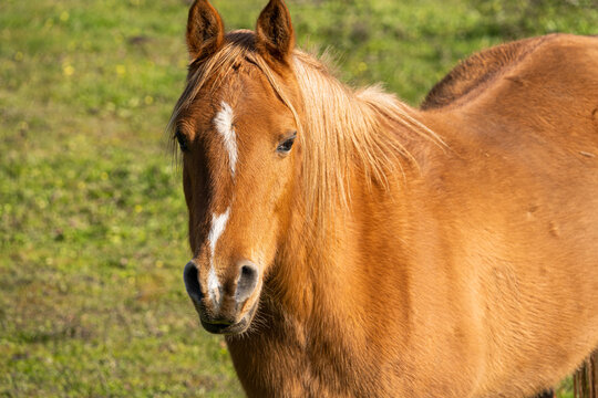 Close-up photo of a horse without reins in the countryside