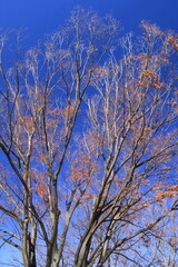 黄葉の枯れ葉をつけた冬の公園の欅と青空