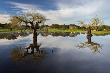 Dehesa de La Luz. Landscape near Arroyo de la Luz. Extremadura. Spain.