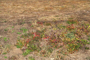若草の生えだした早春の野原風景