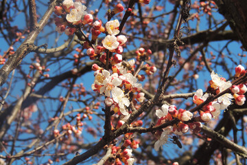 cherry blossoms, spring awakening