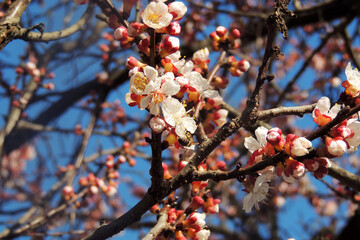 cherry blossoms, spring awakening