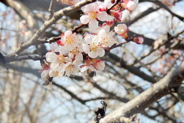cherry blossoms, spring awakening