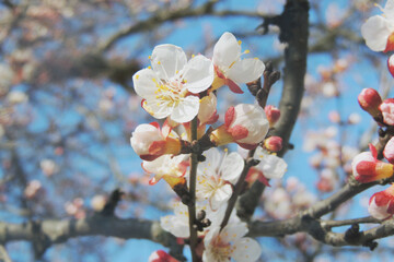 cherry blossoms, spring awakening