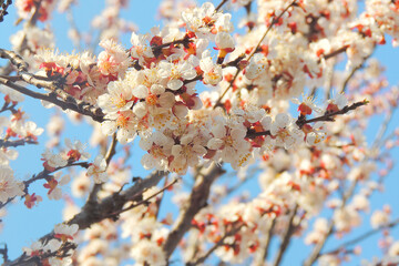 cherry blossoms, spring awakening
