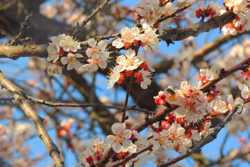 cherry blossoms, spring awakening