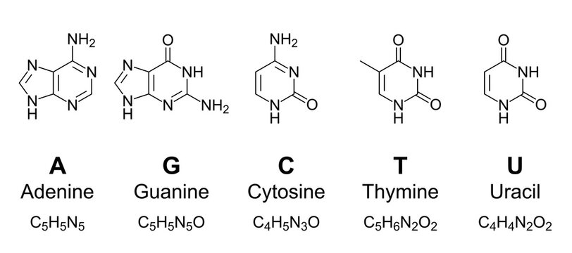 Primary nucleobases, chemical formulas and skeletal structures. Adenine, guanine, cytosine, thymine and uracil, represented by letters A, G, C, T and U. Fundamental units of the genetic code. Vector.