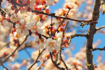 cherry blossoms, spring awakening
