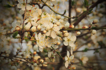 cherry blossoms, spring awakening