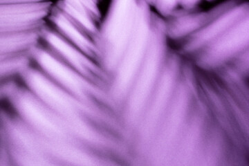 Palm leaves and shadows on a color wall background.