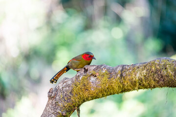 Red-faced Liocichla