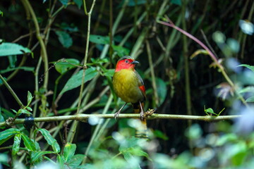 Red-faced Liocichla
