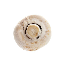 champignon isolated on a white background.