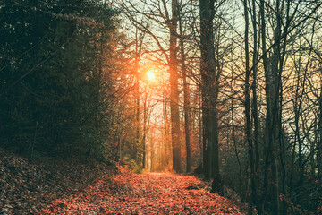 Herbst, Sonne, Wald, Natur