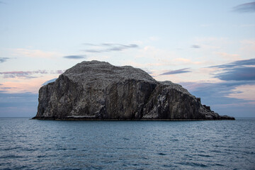 Fototapeta na wymiar Bass Rock gannet colony, Firth of Forth, Scotland