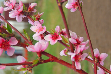 peach fruit tree bloomed in the garden