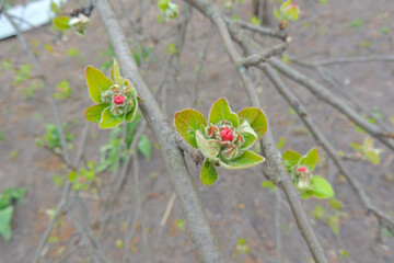 apple fruit tree blossomed in the garden