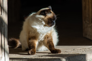 cat on the roof