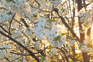 blossoming large cherry trees with green background