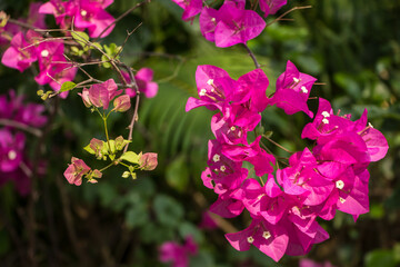 Pink  Bougainvillea flower
