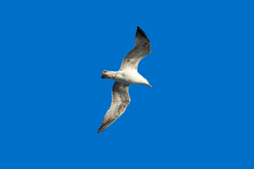 seagull in the blue sky, soaring.