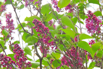 Fototapeta premium Close-up beautiful lilac flowers with the leaves. Beauty world.