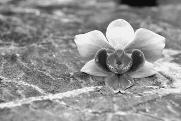 The orchid lies on the table (monochrome)