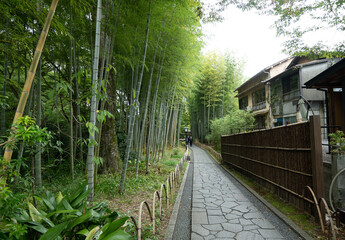Fototapeta na wymiar 静岡県の竹林