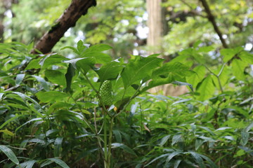 緑に映える不思議の実