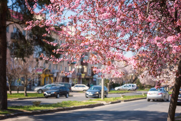 Sunny street of the old European cozy town during japanese cherry tree blossom, beautiful spring cityscape, outdoor travel background, Uzhhorod, Ukraine