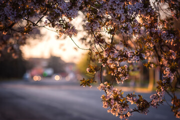 Fototapeta premium Sunny street of the old European cozy town during japanese cherry tree blossom, beautiful spring cityscape, outdoor travel background, Uzhhorod, Ukraine