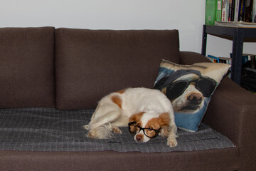 Dog relaxing at the sofa wearing its myopic glasses