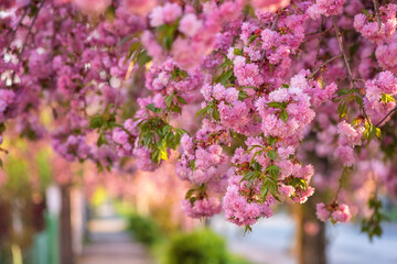 Obraz premium Sunny street of the old European cozy town during japanese cherry or sakura tree blossom, beautiful spring cityscape, outdoor travel background, Uzhhorod, Ukraine