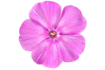 Phlox flower closeup