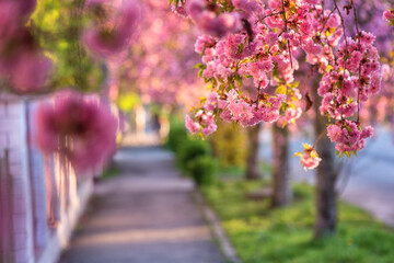 Sunny street of the old European cozy town during japanese cherry or sakura tree blossom, beautiful spring cityscape, outdoor travel background, Uzhhorod, Ukraine © larauhryn
