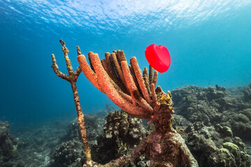 Seascape with red heart in coral reef of Caribbean Sea, Curacao, Valentines Day