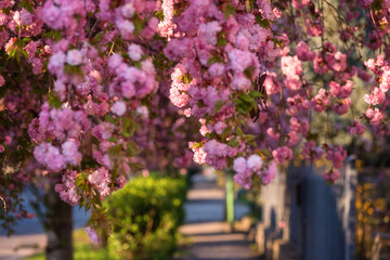 Sunny street of the old European cozy town during japanese cherry or sakura tree blossom, beautiful spring cityscape, outdoor travel background, Uzhhorod, Ukraine