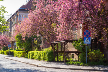 Sunny street of the old European cozy town during japanese cherry or sakura tree blossom, beautiful spring cityscape, outdoor travel background, Uzhhorod, Ukraine