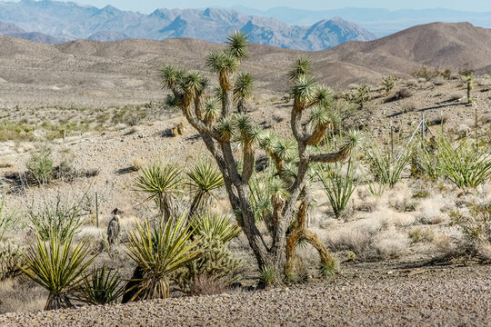 Desert plants with mountains in background