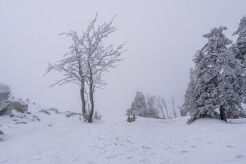 Fototapeta na wymiar Gorgeous winter landscape in the mountains at snowy visibility with fog in the background, Czech Jeseniky Mountain