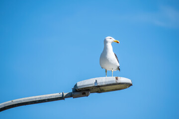 View of southern black-backed gull perched on lamp post