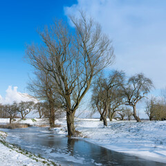 trees in winter landscape with snow and frozen pond in the netherlands