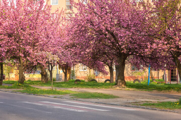 Naklejka premium Sunny street of the small cozy European town during japanese cherry or sakura tree blossom, beautiful spring cityscape, outdoor travel background, Uzhhorod, Ukraine